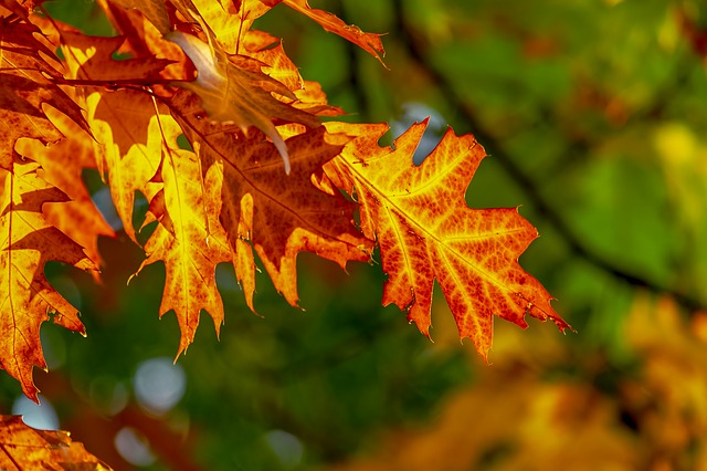 podzimní listí na stromě